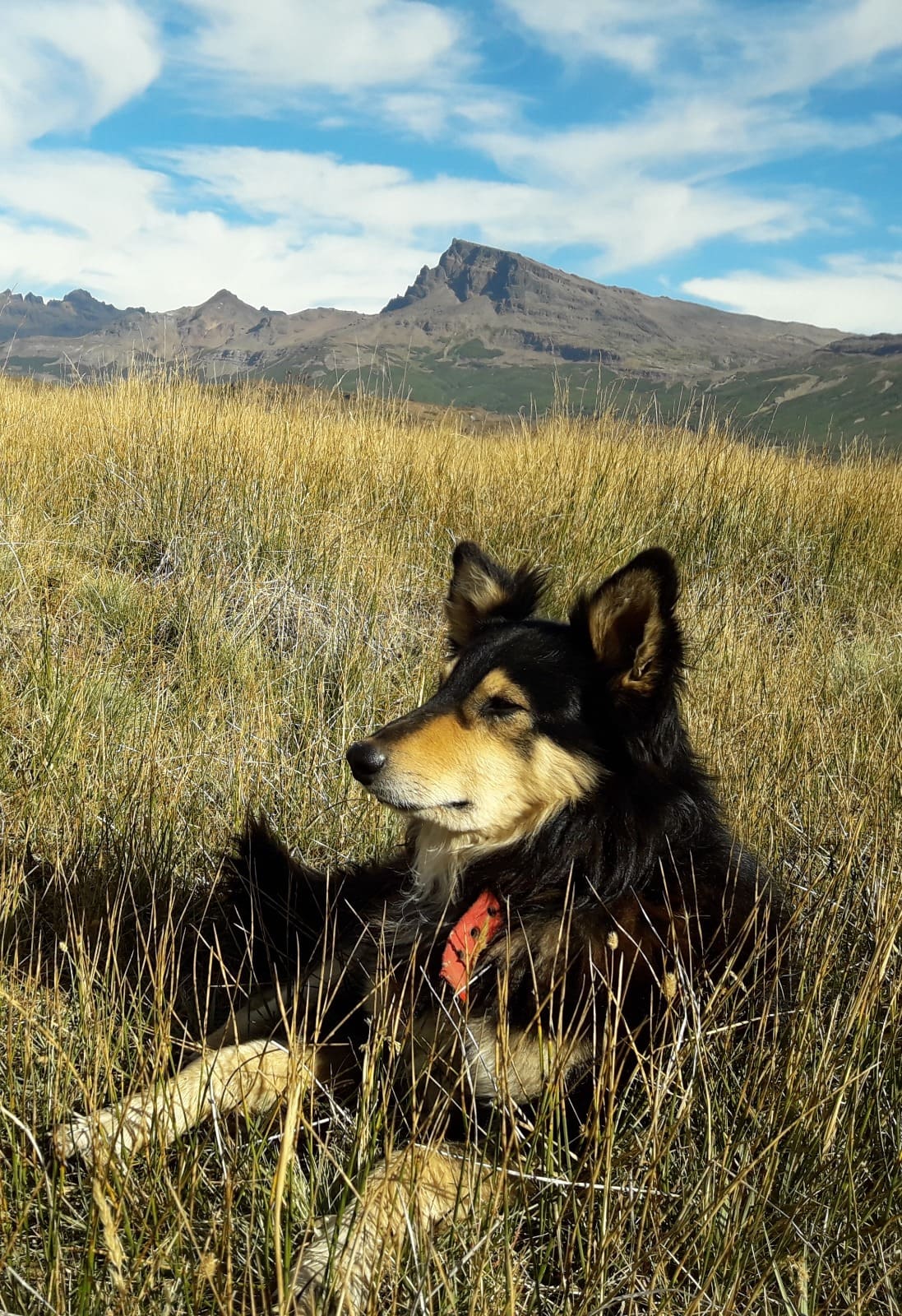 Osvaldo el perro planta